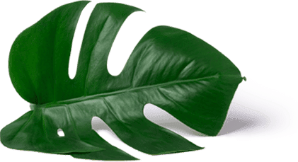 leaf icon 1