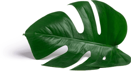 leaf icon 1